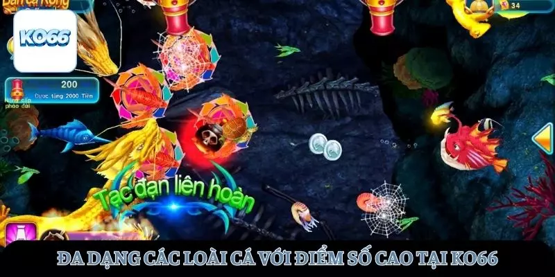 Đa dạng các loài cá rồng tương ứng với các điểm số khác nhau