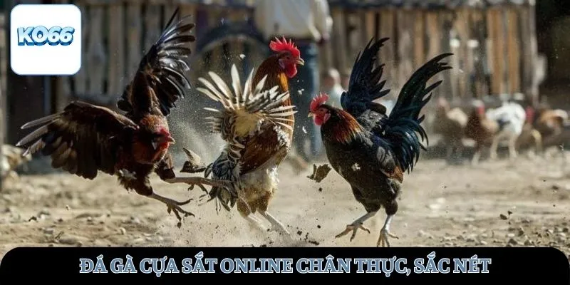 Đá gà cựa sắt online chân thực, sắc nét