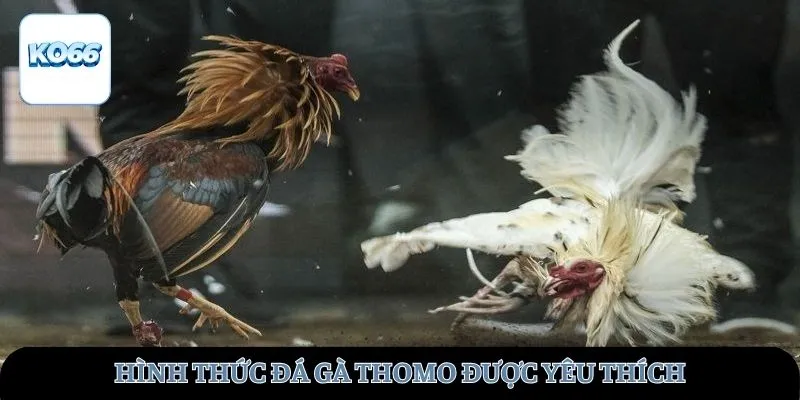 Hình thức đá gà Thomo được yêu thích