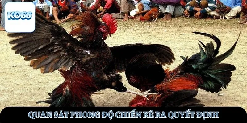 Quan sát phong độ chiến kê ra quyết định
