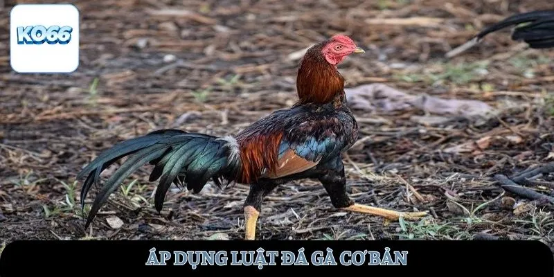 Áp dụng luật đá gà cơ bản