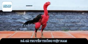 da-ga-truyen-thong-viet-nam-ava