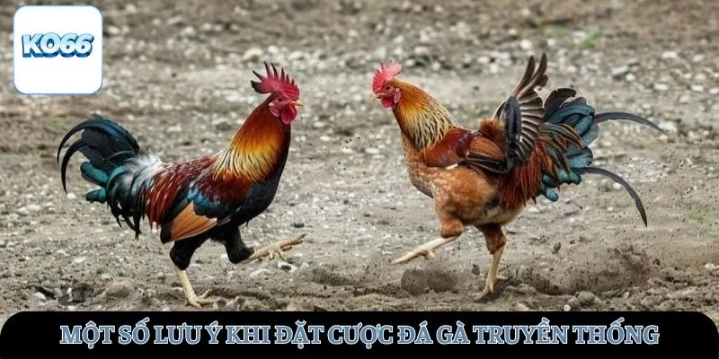 Một số lưu ý khi đặt cược đá gà truyền thống