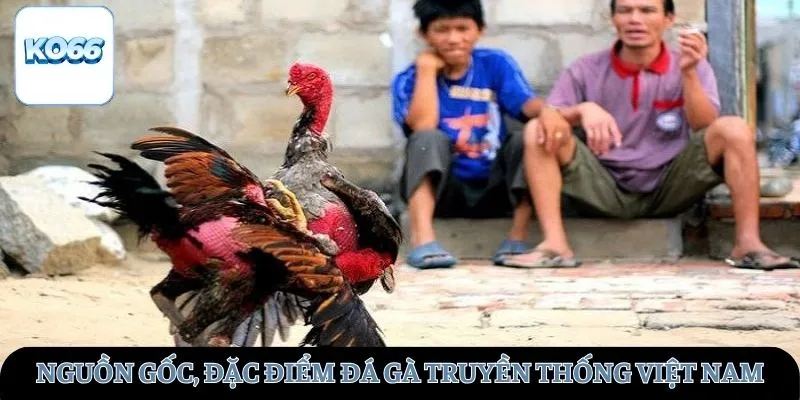 Nguồn gốc, đặc điểm đá gà truyền thống Việt Nam