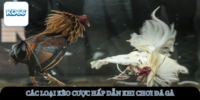 Các loại kèo cược hấp dẫn khi chơi đá gà