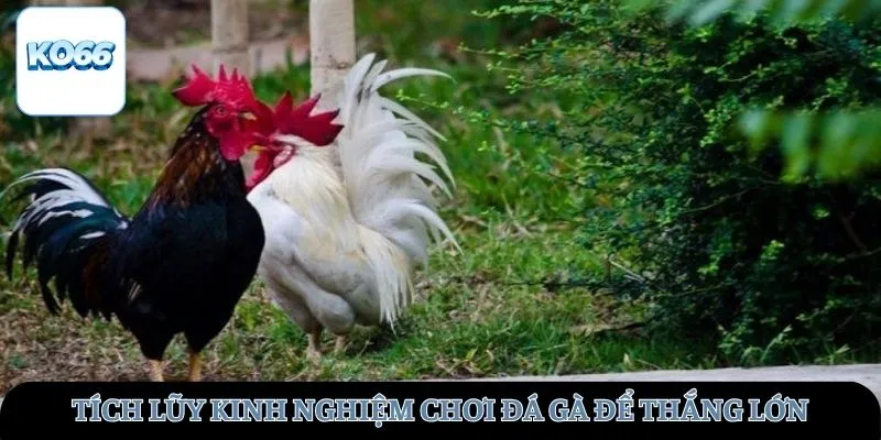 Tích lũy kinh nghiệm chơi đá gà để thắng lớn