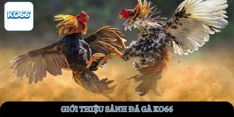 Tìm hiểu về sảnh đá gà KO66