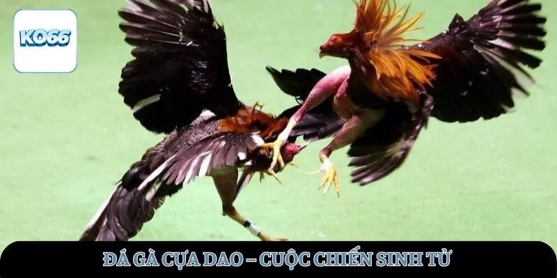 da-ga-cua-dao-ava