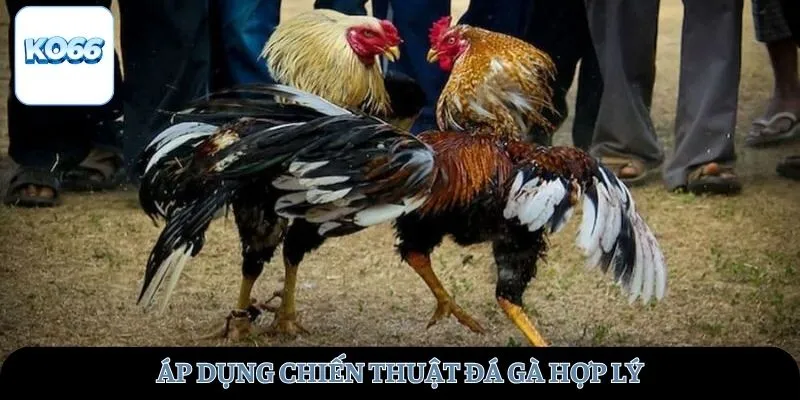Áp dụng chiến thuật đá gà hợp lý