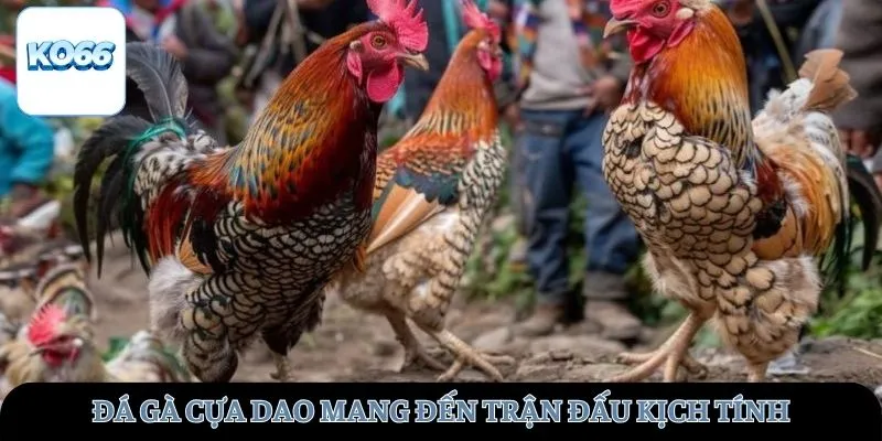 Đá gà cựa dao mang đến trận đấu kịch tính