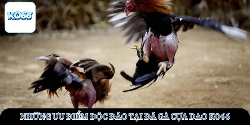 Những ưu điểm độc đáo tại đá gà cựa dao Ko66