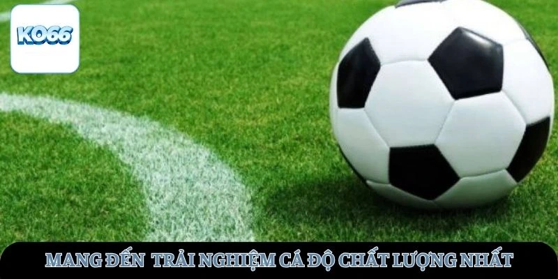 Mang đến cho bạn trải nghiệm cá độ chất lượng nhất